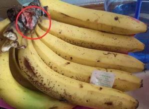 欧美大道香蕉体验区视频